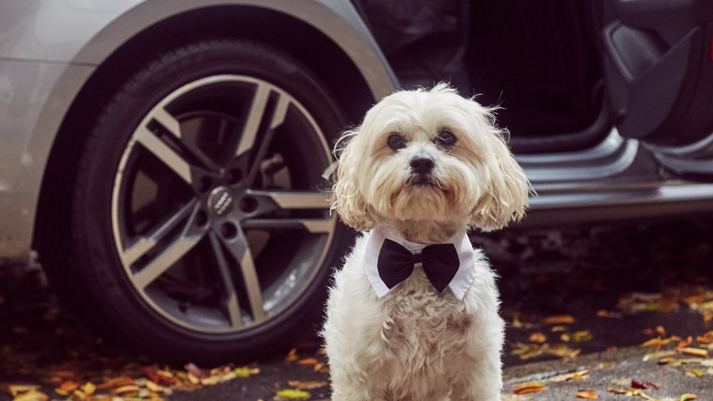 Silvercar by Audi Pet Owner Progam