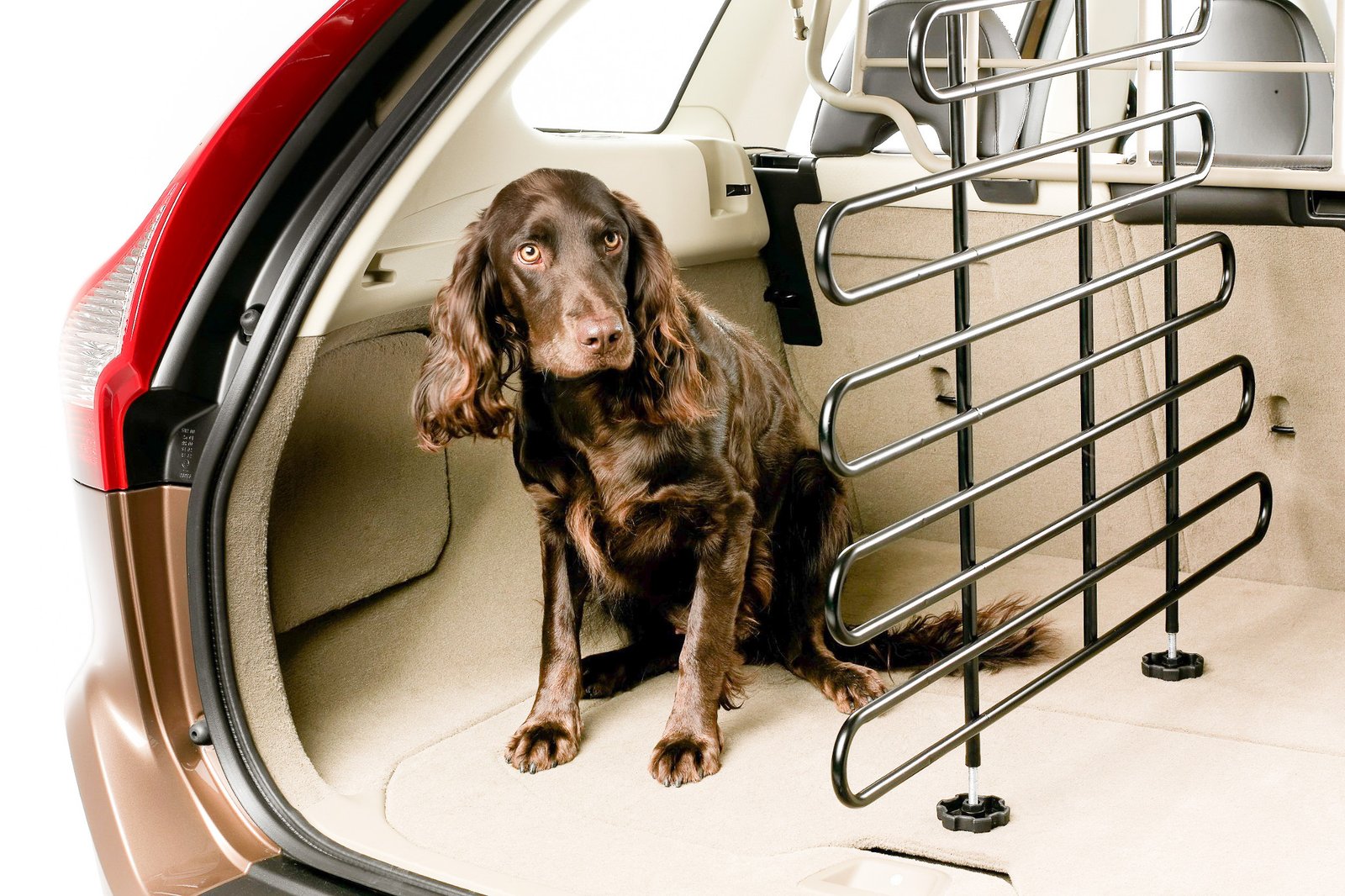 dog-car-trunk-divider-safety.jpg