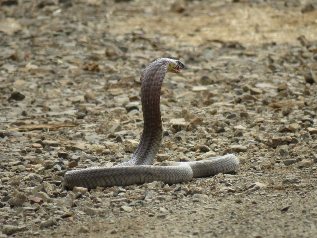 Mongoose takes out Cobra