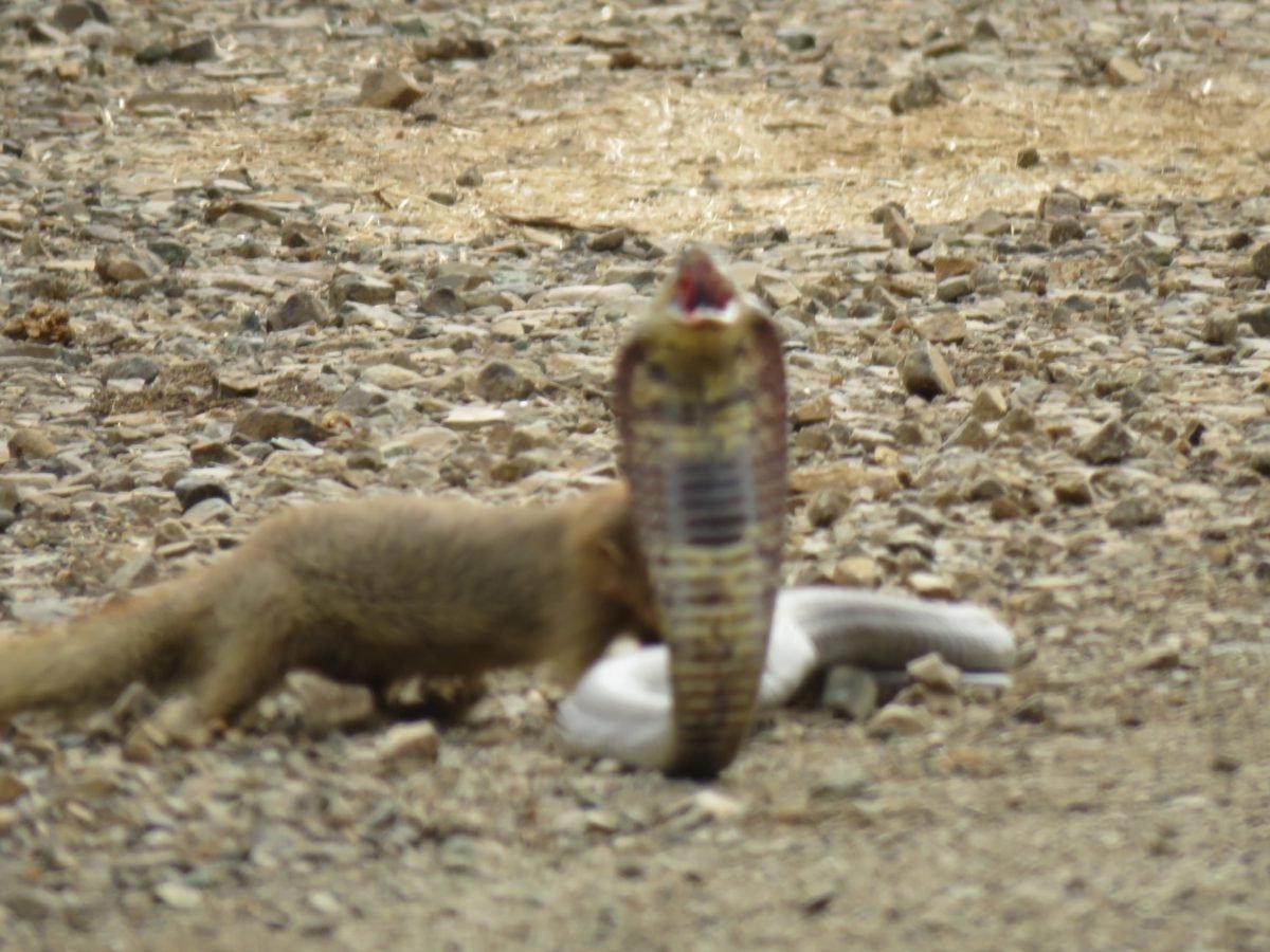Mongoose takes out Cobra