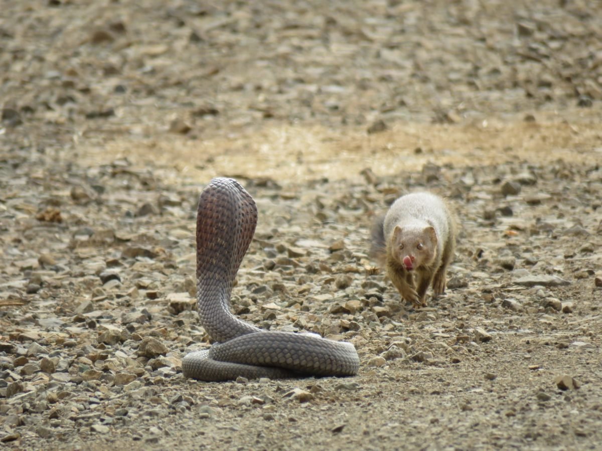 Mongoose takes out Cobra