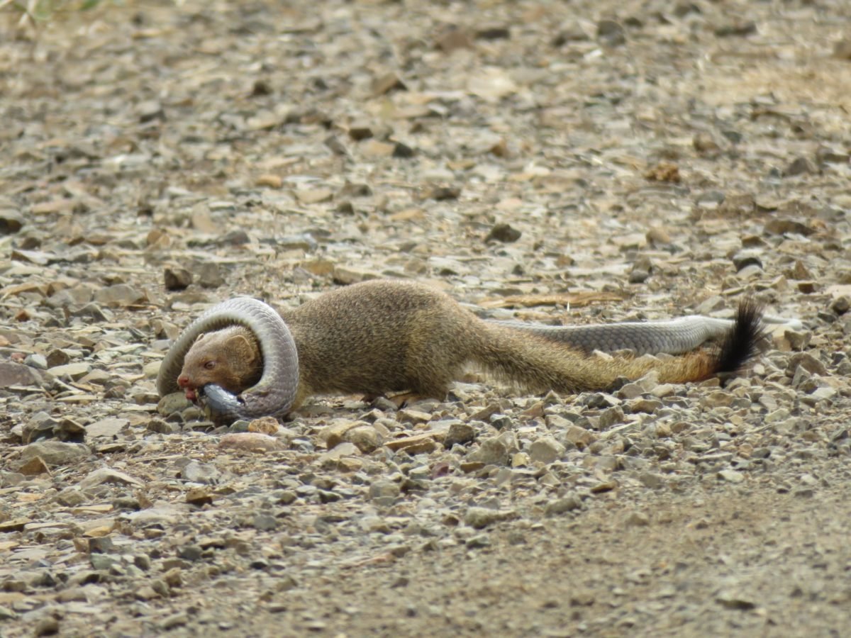 Mongoose takes out Cobra