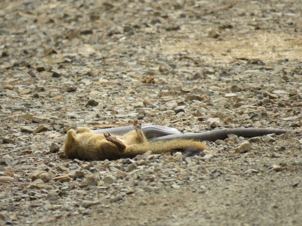 Mongoose takes out Cobra