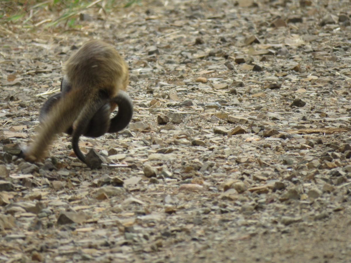 Mongoose takes out Cobra