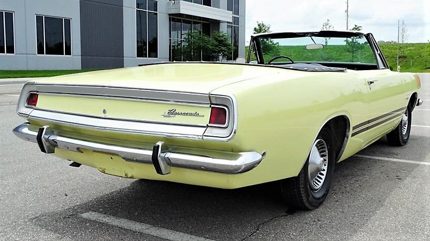 barracuda