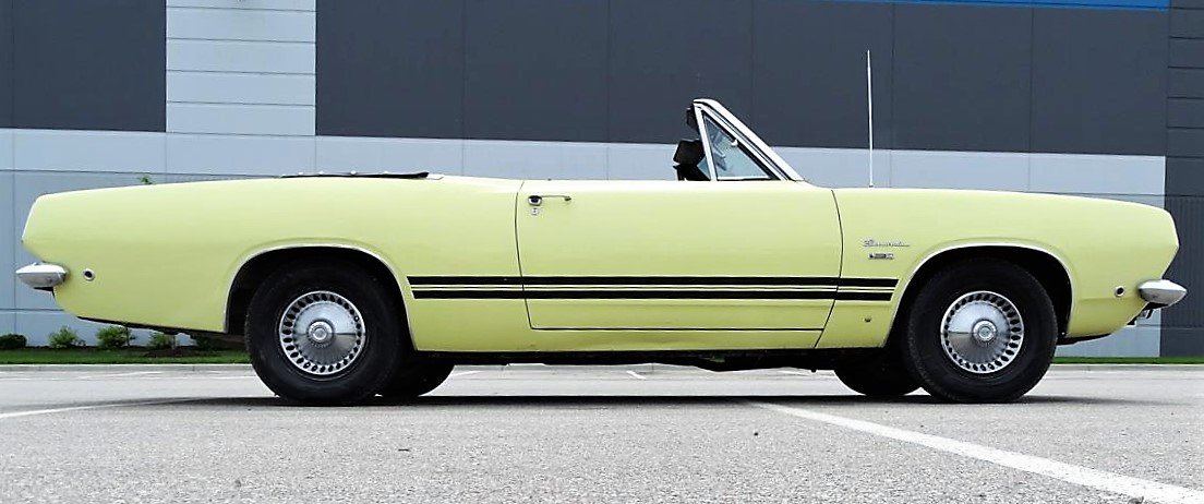 barracuda