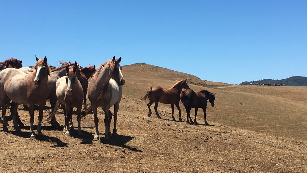 Wild American mustangs at the Return to Freedom preserve in San Luis Obispo, Calif.