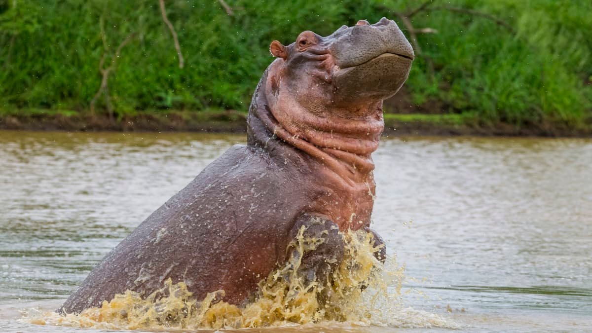 Car crash kills Pablo Escobar’s hippo in Columbia – report