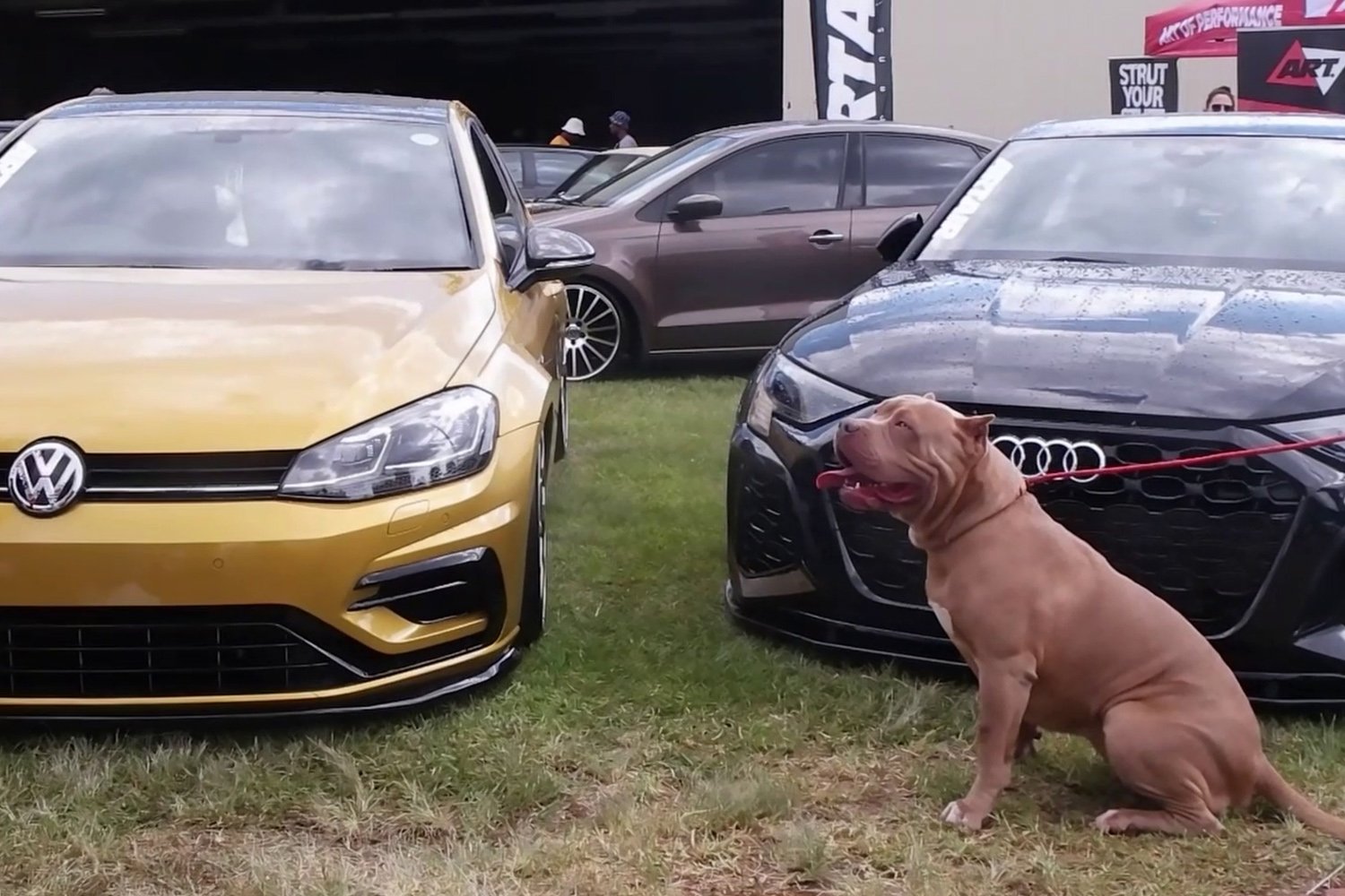 A dog poses for a picture in front of two cars at a car show.