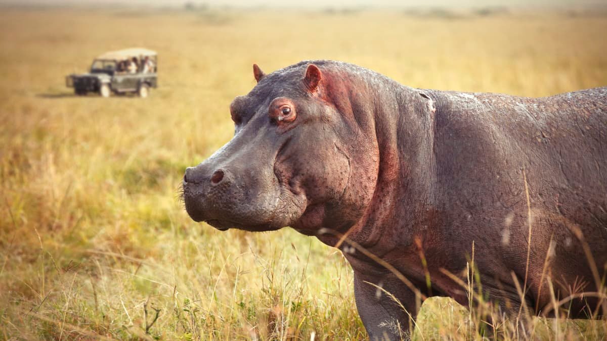 Car crash kills Pablo Escobar’s hippo in Columbia – report