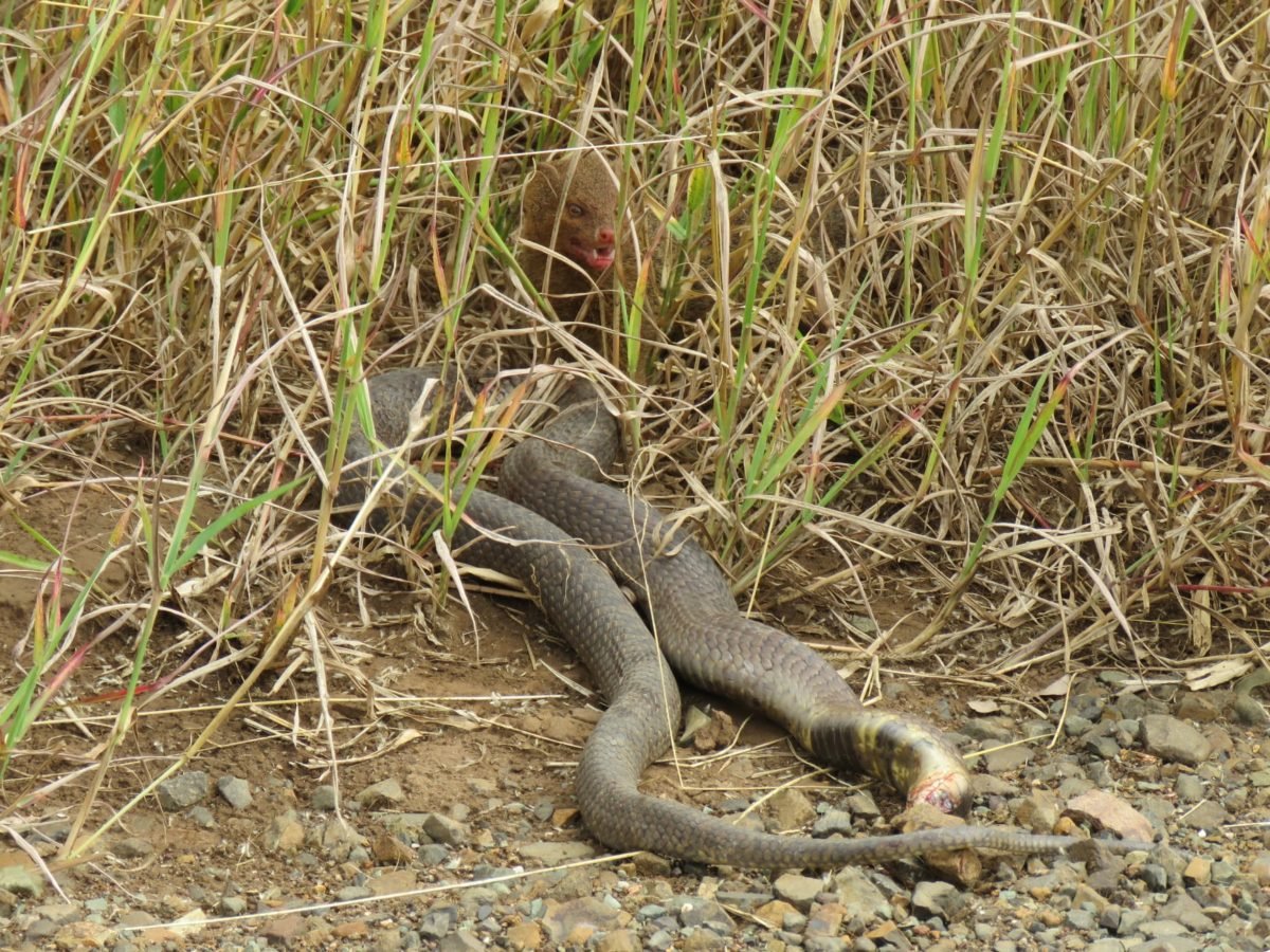 Mongoose takes out Cobra
