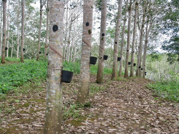 Natural rubber