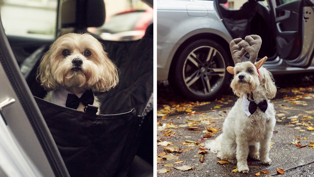 Silvercar by Audi Pet Owner Progam