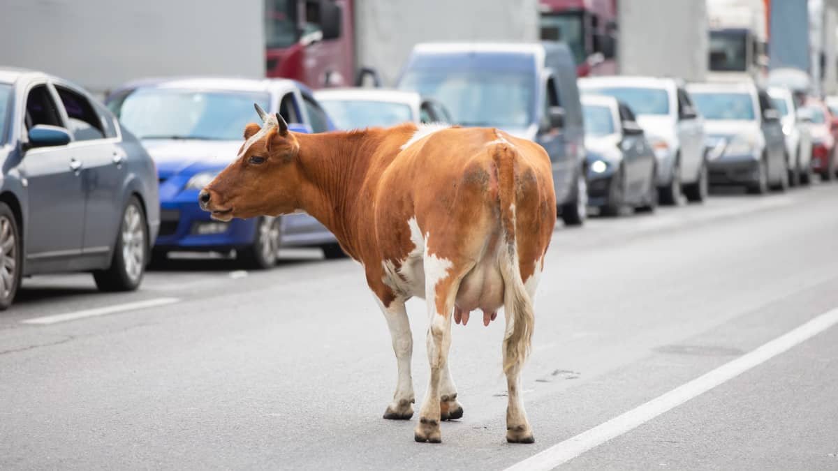 US dairy farmers want to turn milk production waste into biofuel for cars
